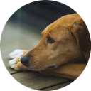 wilsonthedog icon