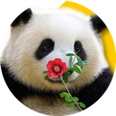 花花 icon